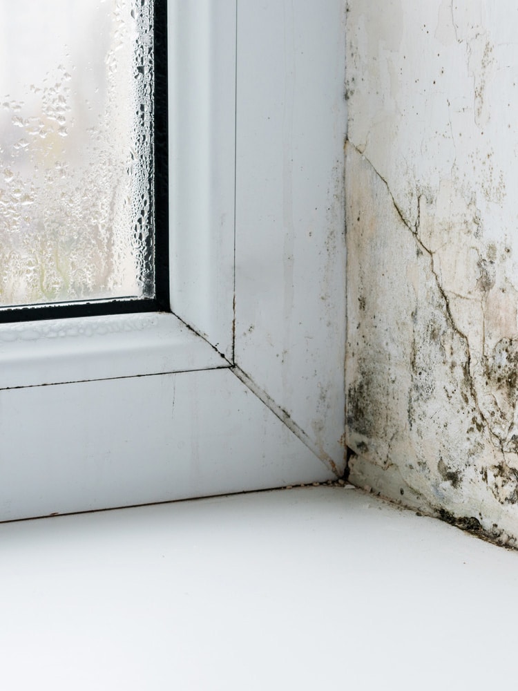 Mold in the corner of the plastic windows